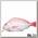 Пенал Рыба Fresh fish (Vomer)